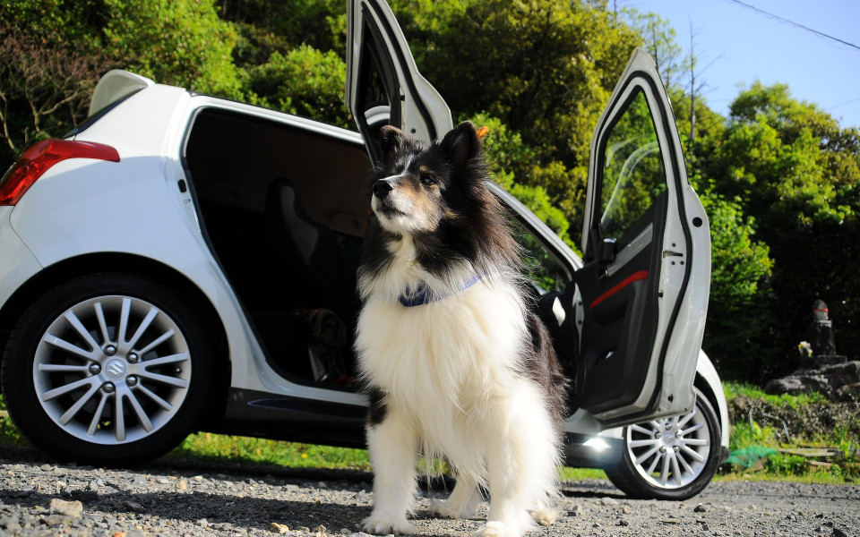 Hund vor Auto
