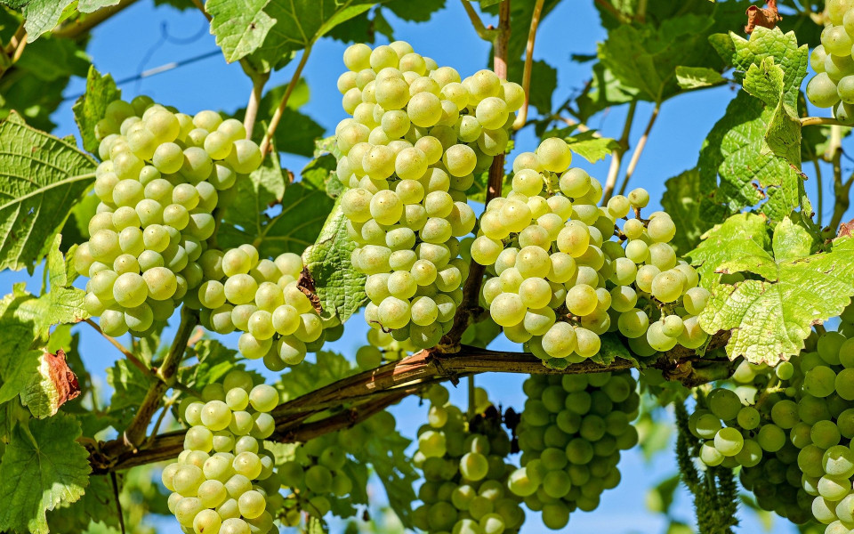 Weinbau auf Samos
